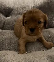 Full AKC Female Pink collar, a female Cavalier King Charles Spaniel for sale in Elk Grove, CA – Photo 2 of 9