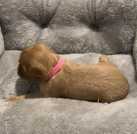 Full AKC Female Pink collar, a female Cavalier King Charles Spaniel for sale in Elk Grove, CA – Photo 3 of 9