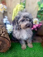 Bluey, a male Miniature Goldendoodle for sale in Centerville, IA – Photo 2 of 2