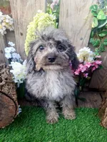 Bluey, a male Miniature Goldendoodle for sale in Centerville, IA – Photo 1 of 2
