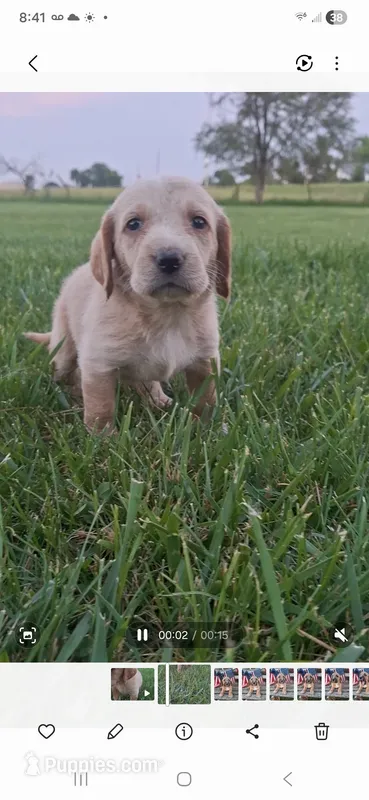 Mak – Basset Hound, Poodle - Standard  puppy for sale in Centerville, IA