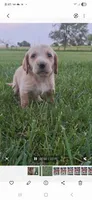 Mak, a male Basset Hound and Poodle - Standard  for sale in Centerville, IA – 1 of 4