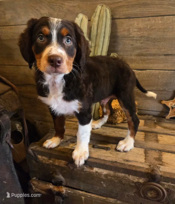 Rangers , a male Bernese Mountain Dog and Golden Retriever for sale in Centerville, IA – 1 of 3