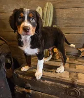 Rangers , a male Bernese Mountain Dog and Golden Retriever for sale in Centerville, IA – 1 of 3