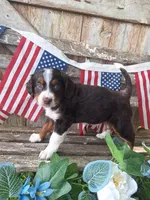 Ranger., a female Bernese Mountain Dog and Golden Retriever for sale in Centerville, IA – 3 of 10