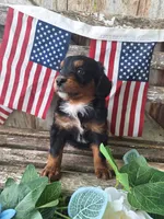 Maverick, a male Bernedoodle for sale in Centerville, IA – 2 of 10