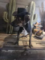 Terry., a male Jack Russell Terrier and Rat Terrier for sale in Centerville, IA – 4 of 5