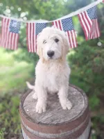 Teddy., a female English Goldendoodle for sale in Centerville, IA – 3 of 4
