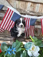 Cooper, a male Bernedoodle for sale in Centerville, IA – 8 of 8