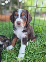 Ranger., a female Bernese Mountain Dog and Golden Retriever for sale in Centerville, IA – 7 of 10
