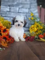 Dolly., a female Bernedoodle for sale in Centerville, IA – 2 of 10