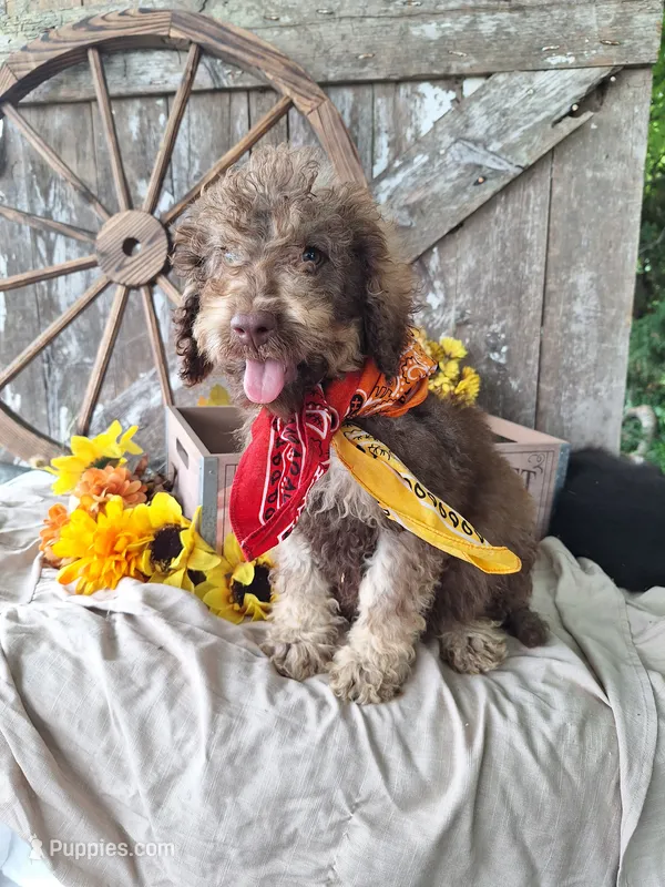 Pablo Jr – Goldendoodle puppy for sale in Centerville, IA