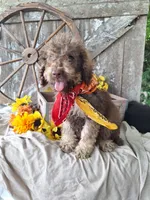 Pablo Jr, a male Goldendoodle for sale in Centerville, IA – 4 of 5