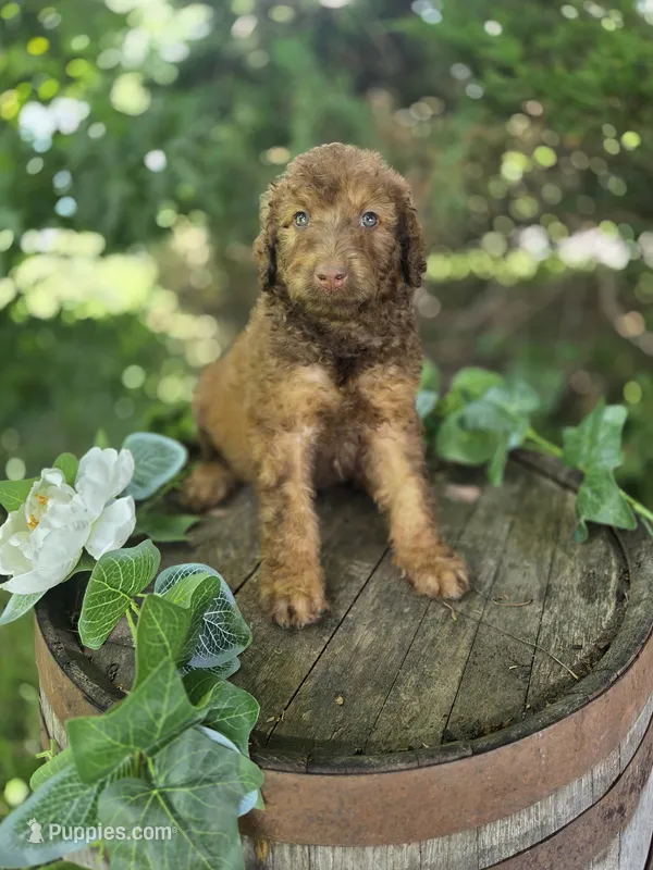 Michael – Goldendoodle puppy for sale in Centerville, IA