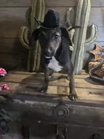 Terry., a male Jack Russell Terrier and Rat Terrier for sale in Centerville, IA – 5 of 5