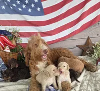 Bailey, a female Goldendoodle for sale in Centerville, IA – 5 of 6