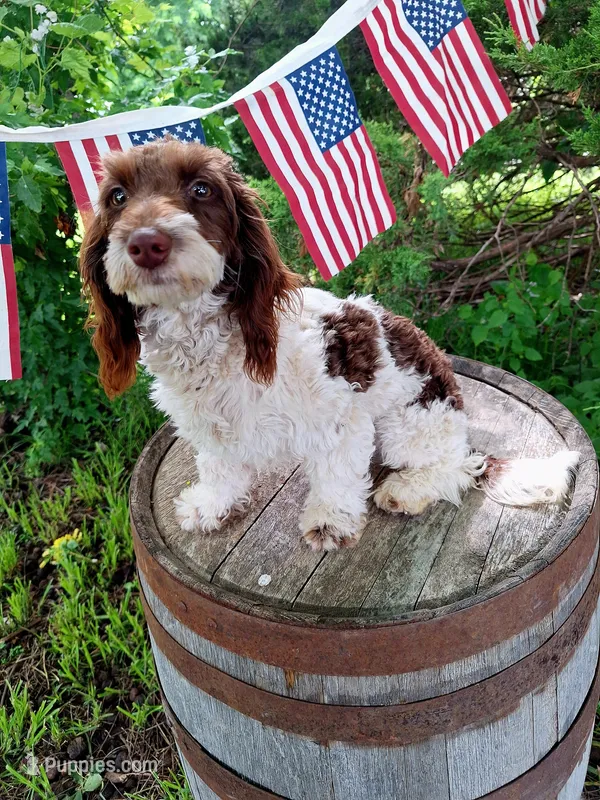 Todd – Doxiepoo, Miniature Dachshund puppy for sale in Centerville, IA