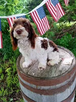 Todd, a male Doxiepoo and Miniature Dachshund for sale in Centerville, IA – 1 of 8