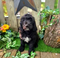 Baxter., a female English Goldendoodle for sale in Centerville, IA – 2 of 4