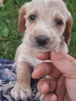 Mak, a male Basset Hound and Poodle - Standard  for sale in Centerville, IA – 4 of 4