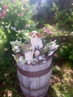 Classy., a female Miniature Goldendoodle for sale in Centerville, IA – 9 of 10
