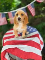 Filmore., a male Basset Hound and Poodle - Standard  for sale in Centerville, IA – 1 of 2
