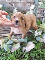 Dolly, , a female Bernese Mountain Dog and Golden Retriever for sale in Centerville, IA – 2 of 3