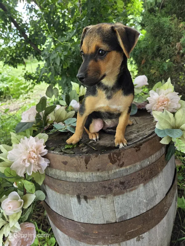 Foxy – Jack Russell Terrier, Rat Terrier puppy for sale in Centerville, IA
