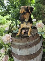 Foxy, a female Jack Russell Terrier and Rat Terrier for sale in Centerville, IA – 1 of 5