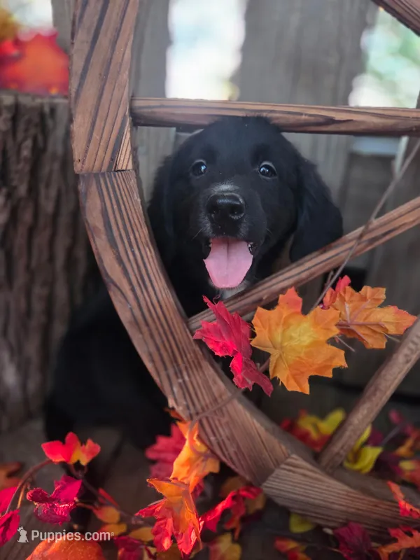 Maya – Golden Mountain Dog puppy for sale in Centerville, IA