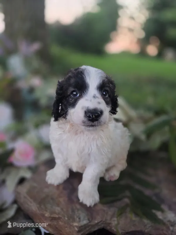 Bo – Bernedoodle puppy for sale in Centerville, IA