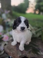 Bo, a male Bernedoodle for sale in Centerville, IA – 1 of 2