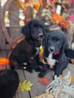 Maya, a female Golden Mountain Dog for sale in Centerville, IA – 3 of 5