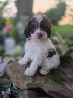 Charles, a male Cavapoo for sale in Centerville, IA – 5 of 9