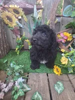  Rocky, , a male Goldendoodle for sale in Centerville, IA – 10 of 10