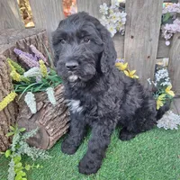 Angus, a male Goldendoodle for sale in Centerville, IA – Photo 6 of 7