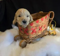 Ranger, a male Goldendoodle for sale in Centerville, IA – Photo 1 of 2