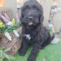 Angus, a male Goldendoodle for sale in Centerville, IA – Photo 7 of 7