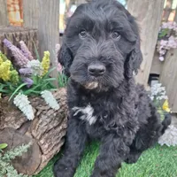 Angus, a male Goldendoodle for sale in Centerville, IA – Photo 1 of 7