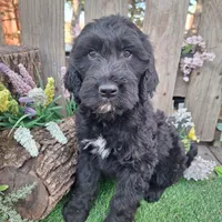 Angus, a male Goldendoodle for sale in Centerville, IA – Photo 5 of 7