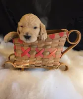 Ranger, a male Goldendoodle for sale in Centerville, IA – Photo 2 of 2