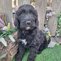 Angus, a male Goldendoodle for sale in Centerville, IA – Photo 3 of 7