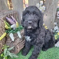 Angus, a male Goldendoodle for sale in Centerville, IA – Photo 2 of 7