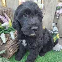 Angus, a male Goldendoodle for sale in Centerville, IA – Photo 4 of 7