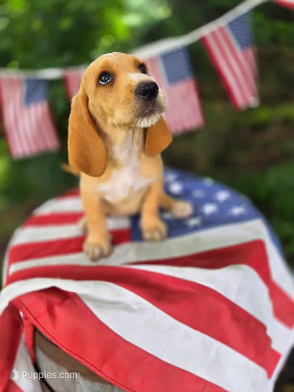 Sweetie – Basset Hound puppy for sale in Centerville, IA