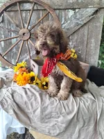 Pablo Jr, a male Goldendoodle for sale in Centerville, IA – 3 of 5