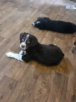 Rangers , a male Bernese Mountain Dog and Golden Retriever for sale in Centerville, IA – 2 of 3