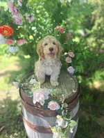 Addie, a female Miniature Goldendoodle for sale in Centerville, IA – 4 of 6