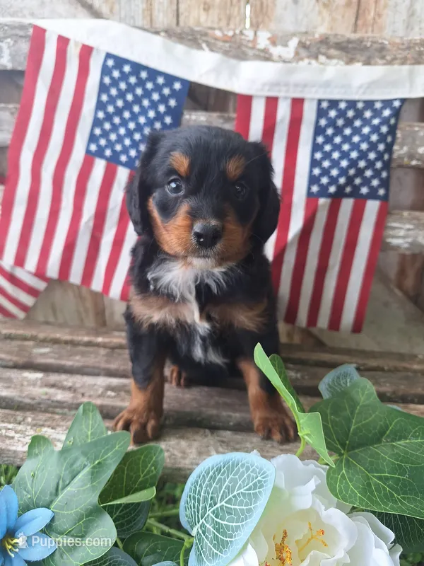 Maverick – Bernedoodle puppy for sale in Centerville, IA