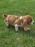 Tater, a male Basset Hound for sale in Centerville, IA – Photo 4 of 4